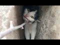A Beautiful Gray Cat Meows Loudly Funny Cat Hid From Us