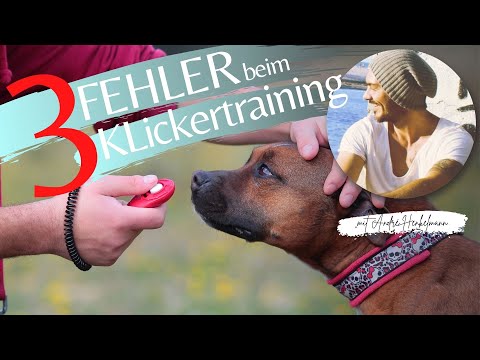 3 Anfänger-Fehler beim Klickertraining! Profi-Tipps/Hundeerziehung