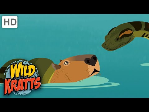 Wild Kratts | Capybara vs ANDACONDA | NATURE