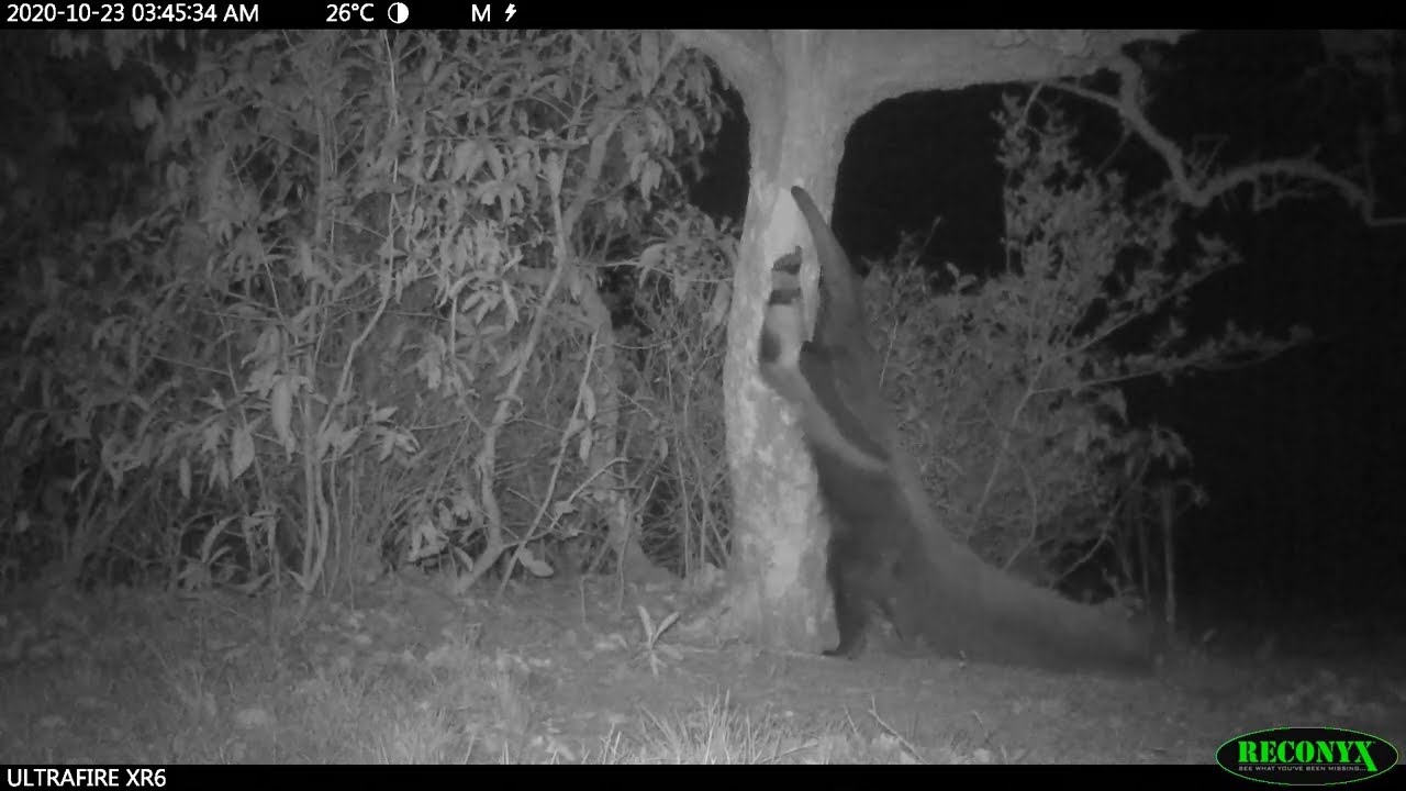 Behaviour pattern: Balance while in bipedal position