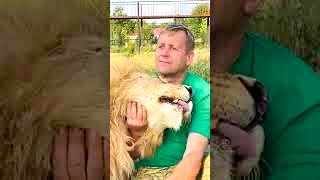 #shorts THE LION ROARS FUNNY!