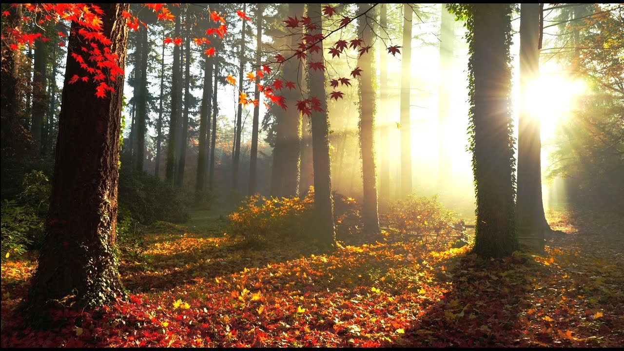 Relaxing sounds of forest - birds chirping - Episode 14: Komorebi