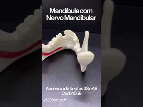 MANDÍBULA COM NERVO MANDIBULAR E AUSÊNCIA DENTES - DENTES 33 E 46 - cód. 4058
