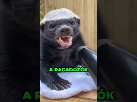 Ezek az állatok szinte halhatatlanok #animals