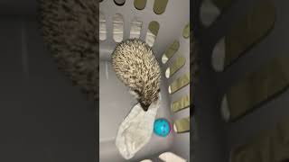 Hedgehog Animals Videos