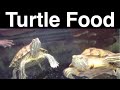 What Do Turtles Eat? Feeding A Pet Turtle the Same ...