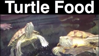 What Do Turtles Eat? Feeding A Pet Turtle the Same?