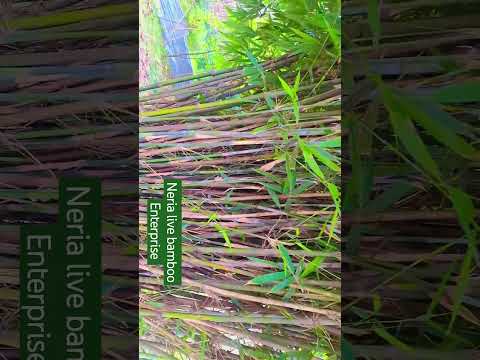 Video 1
