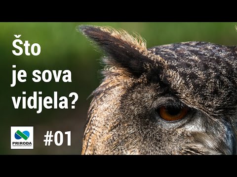 Jutarnji list - Objavljena prva od kratkih snimki koje pokazuju noćni život Međimurskih šuma