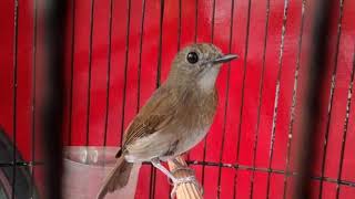 Download lagu Srikatan Rimba Dada Coklat (SRDC) tiruan sikatan londo versi harga terjangkau mp3