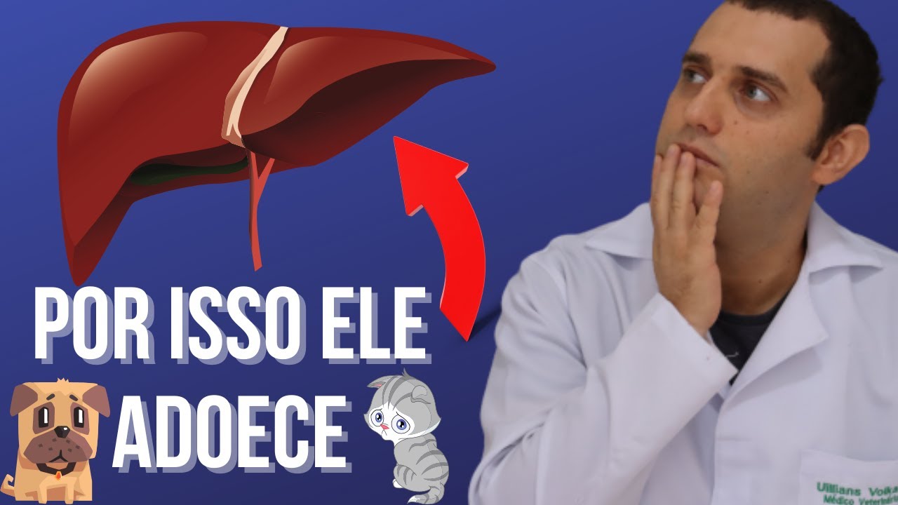 6 Causas de doenças no figado de cães e gatos
