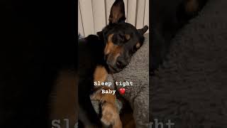 Sleeping beauty Kelpie #dog #baby