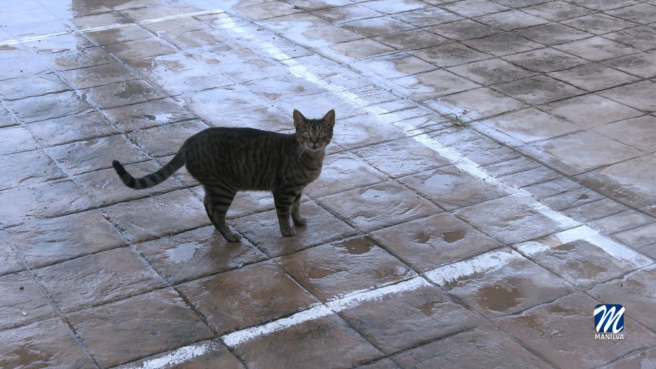 Primera toma de contacto contacto para cumplir con la ley de Bienestar Animal