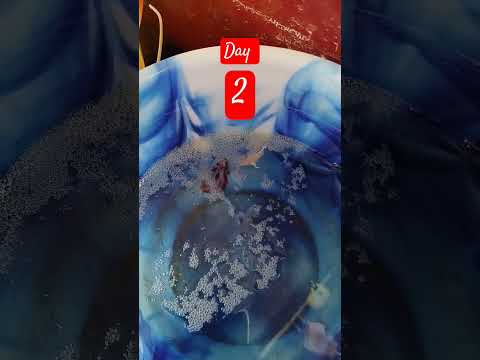 betta breeding day 2 success #reels #shorts #fish #bettafish #bettadumbo #betta