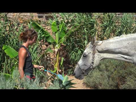 WELCOME TO TENERIFE HORSE RESCUE, THE FINCA FAMILY!