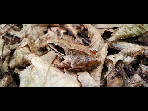Skokan stihly (Rana dalmatina) - cervena lesna zaba