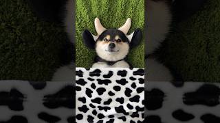 ASMR - Manyu's Little Cow SPA | A Cozy Green Escape
