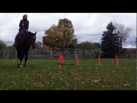 Lisa & Atticus Parelli Level 4 Freestyle Audition PASS!