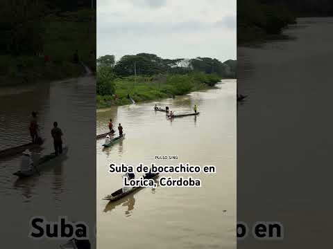 Que bendición | Suba de bocachico en Lorica, Cordoba #viralvideo