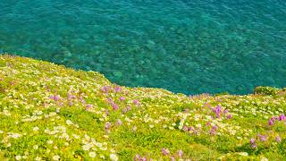 Beautiful Madeira | Canon eos R8