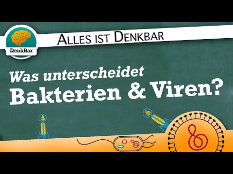 Differences between bacteria and viruses