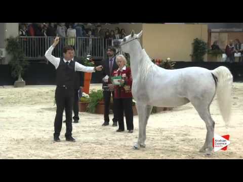 N.187 ASTREA DEL NINFEO - Verona 2015 - Mares 4-6 years old (Class 7)