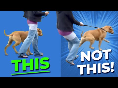 download lagu mp3 mp4 The Online Dog Trainer, download mp3 The Online Dog Trainer free download, download mp3 The Online Dog Trainer