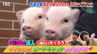 M-1王者 たくろうが10万円でお買い物! マイクロ豚やミーアキャットにメロメロ!?『王様のブランチ』6/20(土)【TBS】