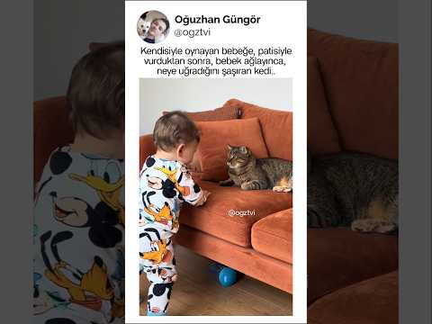 Kedinin aklından, neler geçiyor kim bilir