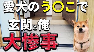 【再アップ】愛犬のう〇こで玄関と俺が大惨事ｗｗｗｗ