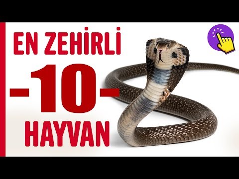 Dünyanın En Zehirli Hayvanları | Hayvanlar Alemi | Aklında Olsun