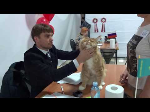 Экспертиза Игната у Е.Мечковского (второй CACM). EX1, Nom.BIS - 26.11.2016