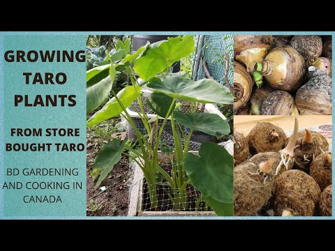 Growing Taro Root Plant From Grocery Store Taro, Start#Grow Taro In Pot#Growing Taro In Cold Climate