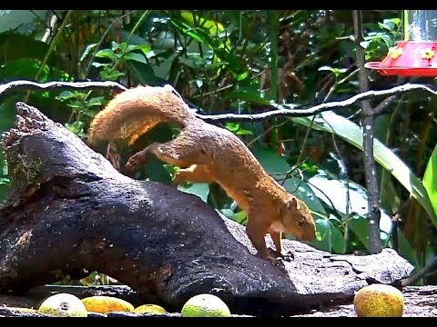 Assorted Squirrels at the Panama Fruit Feeder. 06 December 2018