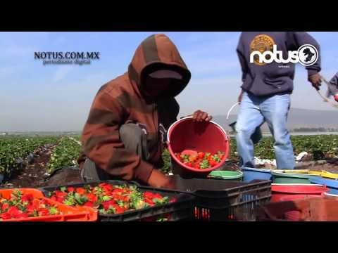 download lagu mp3 mp4 Fresas De Irapuato, download lagu Fresas De Irapuato gratis, unduh video klip Fresas De Irapuato