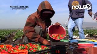 preview picture of video 'Las fresas de Irapuato son las mejores del mundo'