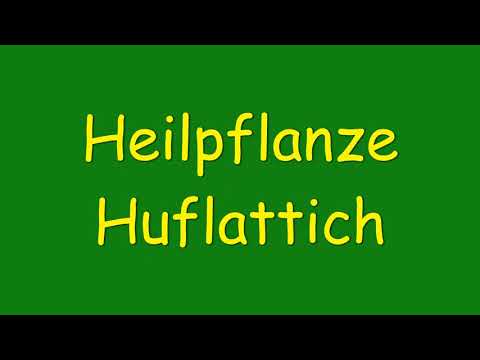 Heilpflanze Huflattich