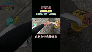 【閲覧注意】魚（カンパチ　40センチ）の血抜きで大量出血！#shorts #釣り #ショアジギング