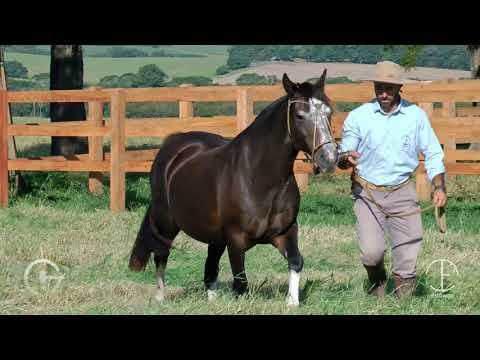 34 AS Malke Rancagua