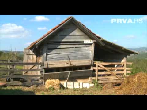 Domacine ozeni se - Vladimir