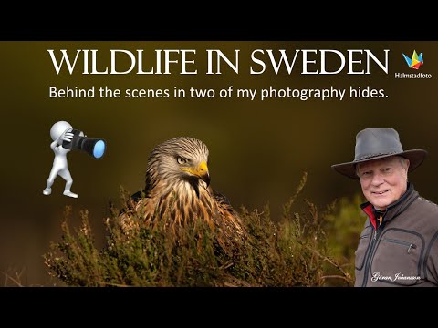 WILDLIFE PHOTOGRAPHY  Behind the Scenes - Explore Two Photo Hides and Their Stunning Environments!