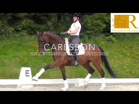 SOLD!! Dressurpferd - 2009 Württemberger Wallach von Colorido, Stm. ca. 1,69, M-Dressur - Carlsson