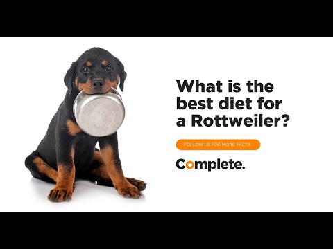 Tips for Feeding your Rottweiler