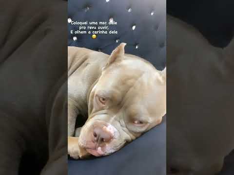 Cachorro do MC KEVIN Triste ouvindo a música Com saudade dele😔