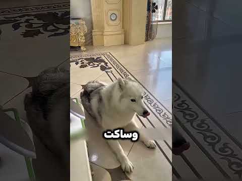 الكلب اذكي من ناس كتير 😲