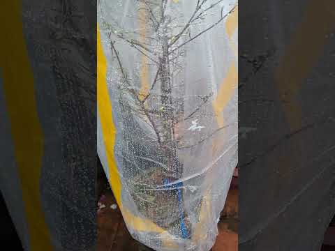 Mai vàng Miền Bắc - So sánh sự phát triển của nút nụ sau khi ủ nhiệt cho mai vàng.