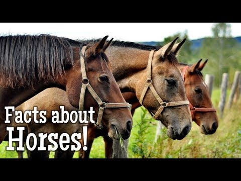 image-What is special about a mustang horse?
