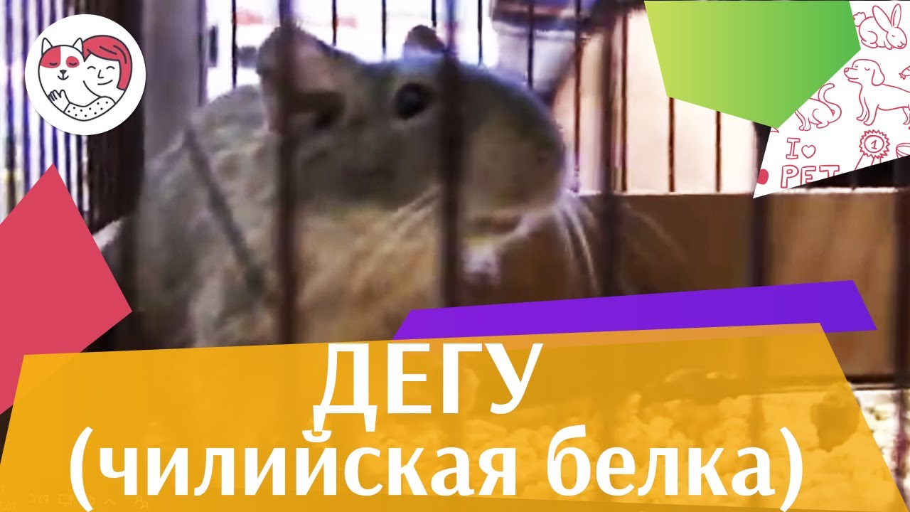 Дегу или чилийская белка Подбор клетки на ilikepet