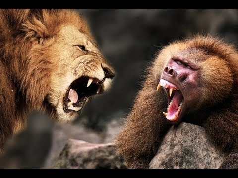 Lion Kill a Baboon #HD