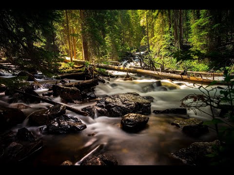 Entspannungsmusik - Stressfrei -Entspannung Natur - Wald